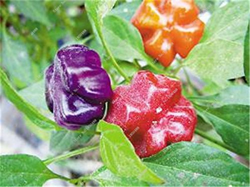 Kirsche Pfeffer sät Gemüse Hausgarten Bonsai Chile Pflanze Nicht-GVO-Garten-Dekoration Küche Würzen von Speisen 200 PC 11