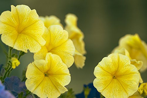 Petunia Yellow 15 Seeds - Superior Branching,Compact Plants,More Flowers