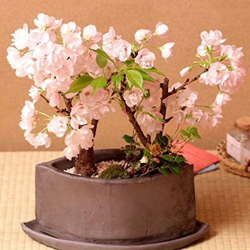 10 Stücke Kirschsamen Schöne Japanische Kirschbaum Samen Garten Dekoration Bonsai Blumensamen