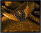 arte-tuo Bilderrahmen Saphir 33x98 cm Schwarz matt mit klarem Kunstglas für Poster Puzzle Diamond Painting