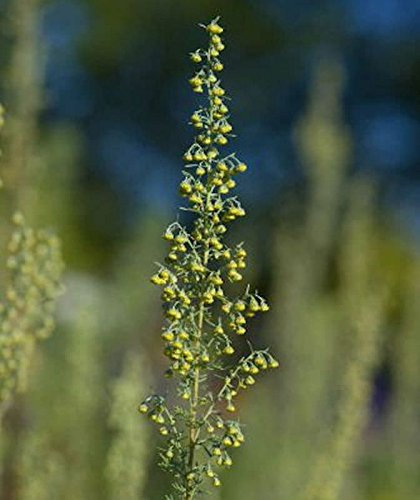 Römischer Wermut - Artemisia pontica - lebende Gartenpflanze aus den Baumschulen