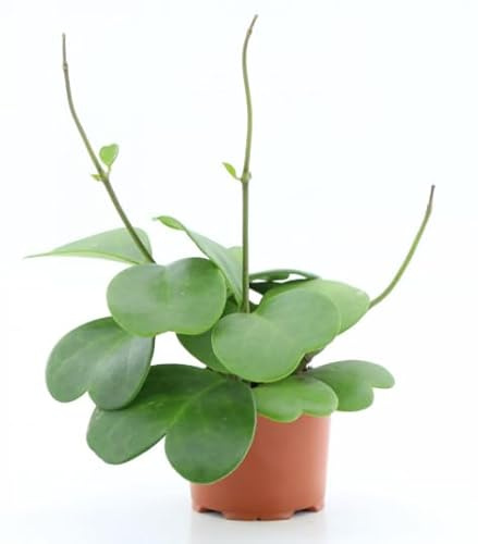 Hoya Kerrii Love Heart - Pianta a foglia singola in vaso da 12 cm, altezza 20 cm