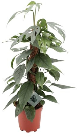 Epipremnum Pinnatum Cebu Blue - Efeutute - Zimmerpflanze - Ø17cm - ↑60cm