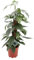 Epipremnum Pinnatum Cebu Blue - Efeutute - Zimmerpflanze - Ø17cm - ↑60cm