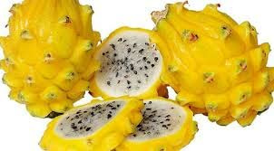 Vivaio Garden Forest Pitaya Hylocereus undatus Pianta Cactus | Fiore notturno grande fino a 30 cm, Richiede sostegni, Ideale in vaso e serra, Cactus da frutto