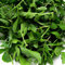 Semillas de rúcula ► Certificado orgánico no GMO rúcula (Roquette o Rocket) Semillas (más de 200 semillas)