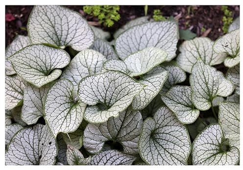 Stauden Gänge 5 x Brunnera macrophylla 'Jack Frost‘ im 1 Liter Topf (Winterhart/Stauden/Staude/Mehrjährig/Bodendecker) Kaukasus Vergissmeinnicht - tolle Blattschmuckstaude - absolut Pflegeleicht