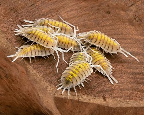 NatureHolic Gelbe Geister Zierassel | Porcellio bolivari Yellow Ghost | Terrarium Putztrupp | Premium Isopoden | Rarität | 1 Tier