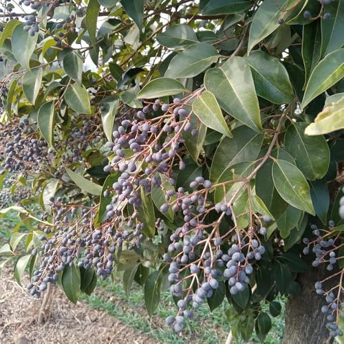 150 pz Semi di siepe di ligustro - Ligustrum lucidum - Regali per giardinieri, piante resistenti all'esterno Siepe di ligustro sempreverde - piante aromatiche piante decorative Vasi