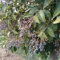 150 pz Semi di siepe di ligustro - Ligustrum lucidum - Regali per giardinieri, piante resistenti all'esterno Siepe di ligustro sempreverde - piante aromatiche piante decorative Vasi