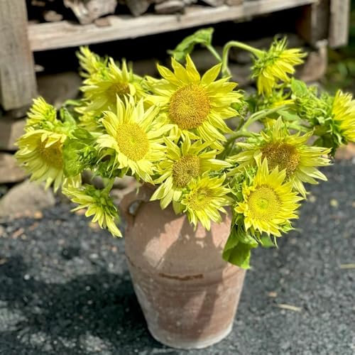 80 pz semi di girasole perenni, girasole resistente Le piante da giardino sono piante perenni resistenti, piante perenni resistenti per il pieno sole semi di girasole aiuola, piante