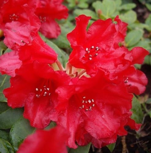 Kleinwüchsiger Rhododendron 'Bad Eilsen' rote Zwerg Alpenrose 25-30 cm