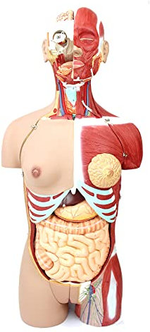 LBYLYH 85 cm Torso Anatomiemodell Menschlicher Torso 29 Teile Unisex Menschliches Torsomodell Anatomiemodelle Skelett Lebensgröße Medizinische Anatomie Pädagogisches Lehrmittel