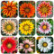 450 pcs Afrikanisches Ringkörbchen samen Blumen Für Balkon, Bio Saatgut Mittagsgold samen - Gazania rigens winterharte pflanzen für balkon Wildblumenwiese Saatgut Mehrjährig, Seed