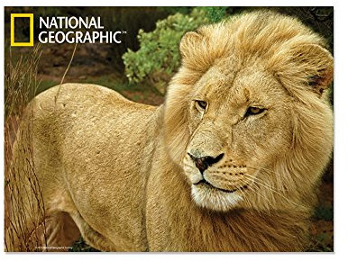 Kidicraft National Geographic Super 3D Bewegend Postkarte - Afrikanischer Löwe