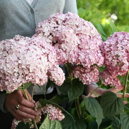 Plant Theory Sweet Annabelle Sevenbark Hydrangea Arborescens Shrub Plant 3L Pot