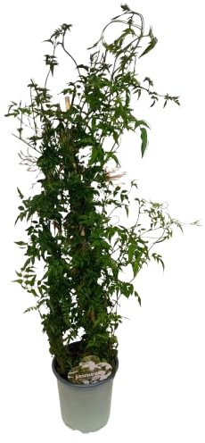 Jazmín Polianta Natural Planta Trepadora Aromática de Belleza Perenne