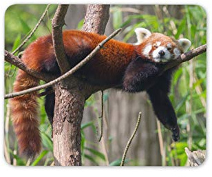 Cute Lesser Red Panda Mouse Mat Pad - Animal Tree Bear Kids Computer #14154