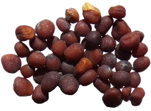 Moutarde Noire NT - Brassica Nigra (Engrais Vert) SEM27