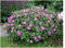 3 x Geranium sanguineum 'Max Frei' (Winterhart/Stauden/Staude/Mehrjährig/Bodendecker) Blut Storchschnabel - Kompakt, leuchtend und unermüdlich blühend - Tolle leuchtende Blüten - von Stauden Gänge