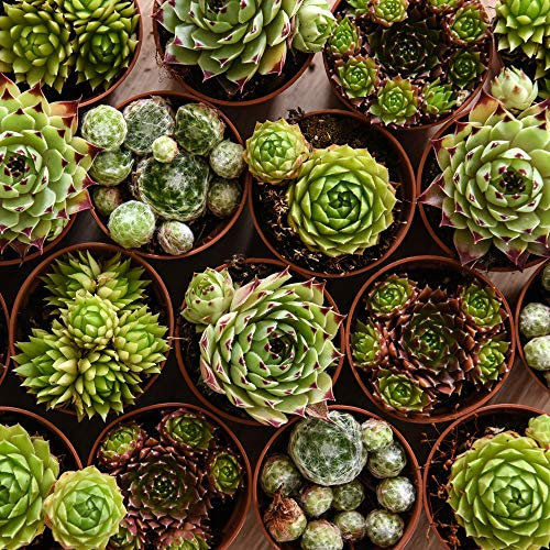 Indoor Succulents Sempervivum Plants, Mixed Potted House Plants Easy to Grow for Home, Office & Conservatory, 10 x 5.5cm pots by Thompson & Morgan
