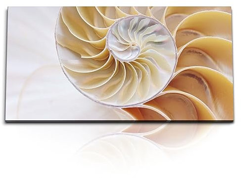 Paul Sinus Kunstdruck Bilder 120x60cm Schneckenhaus Nahaufnahme Fotokunst Spirale