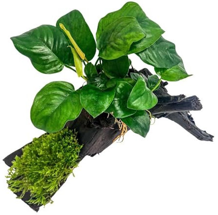 AquaOne Aquarienpflanzen auf Holz Anubias barteri und Moos auf Mangrovenwurzel - natürliche Aquarium Dekoration - pflegeleicht & ideal für Garnelen, Welse & Aquascaping