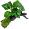 AquaOne Aquarienpflanzen auf Holz Anubias barteri und Moos auf Mangrovenwurzel - natürliche Aquarium Dekoration - pflegeleicht & ideal für Garnelen, Welse & Aquascaping