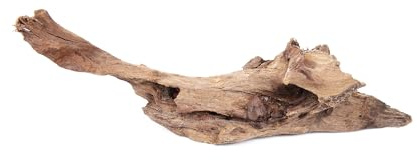Lincolnshire Pond Plants Ltd - Microsorium pteropus on x-Small Driftwood Live Aquarium Plant for Freshwater Tropical Tanks Aquascaping