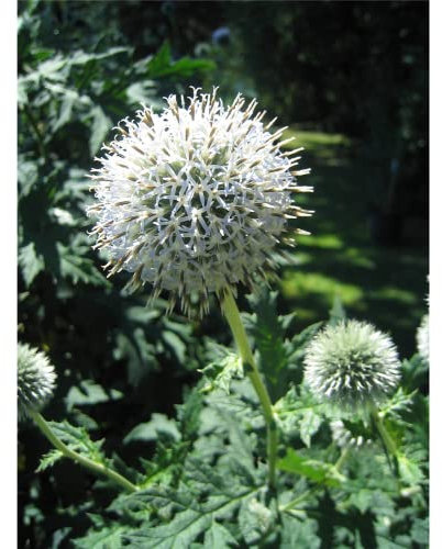 Echinops sphaerocephalus 'Arctic Glow' - Weißwollige Kugeldistel - 9cm Topf