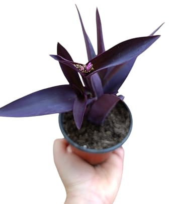 pianta vera di Tradescantia pallida purpurea pianta da giardino erba miseria
