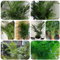 150 pcs goldfruchtpalme samen winterharte stauden exotische pflanzen winterhart (Dypsis lutescens) zimmerpflanzen bodendecker winterhart mehrjährig seed pflanzen für garten ostergeschenke