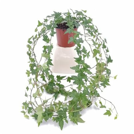 Pianta di Edera Comune Verde (Hedera helix) | 3 Piante Rampicante Evergreen | Facile da Coltivare in Vaso o Parete | Ideale per Interni, Esterni, Pareti Verdi e Follaje Decorativo