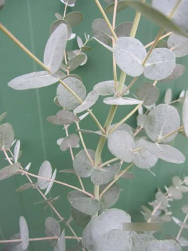 Eucalyptus gunnii Azura - Eukalyptus Azura - 40-60 cm