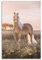 WARL Schönes Haflinger-Pferd-Poster, dekoratives Gemälde, Leinwand-Kunstbild, 40 x 60 cm