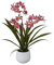 IOVIVO Cambria-Orchidee im Keramiktopf, ca. 50 cm