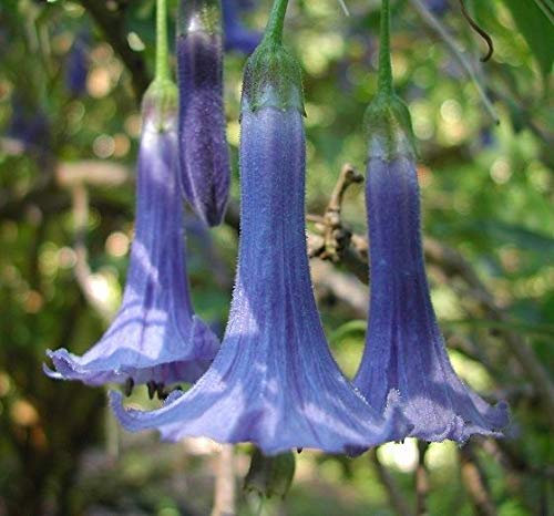 Portal Cool Acnistus Australis * Iochroma Blu * Mini's Tromba Angelo * 10 Semi