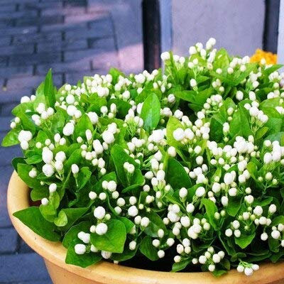 Schöne Weiße Jasmin Balkon Topf Jasmin Blumensamen Einfach Zu Pflanzen Samen Saison Aussaat Blumen 20 Samen/Pack