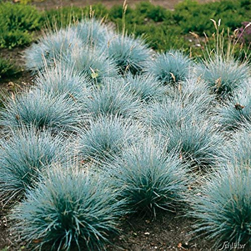 25 Festuca glauca Blauschwingel winterharter Bodendecker Ziergras
