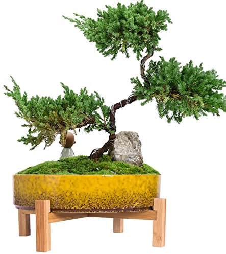ARTKETTY Sukkulententententöpfe – 27,9 cm große Sukkulentententöpfe mit Drainage, Flache Sukkulenten-Pflanzgefäße für Kaktusblumen, Keramik-Bonsai-Töpfe mit Bambusständer (gelb)