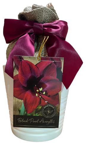Amaryllis Anzuchtset, enthält einen attraktiven weißen Keramiktopf, eine große schwarze Perlenzwiebel und ein professionelles Wachstumsmedium
