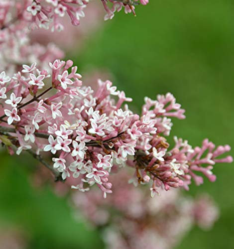 Herbst Flieder 60-80cm - Syringa microphylla