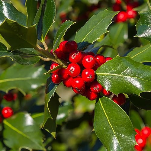 30 pcs stechpalme winterhart samen - balkonpflanzen winterhart geschenke für hobbygärtner,Ilex aquifolium, bäume exotische pflanzen gartenpflanzen nachhaltige geschenke für frauen