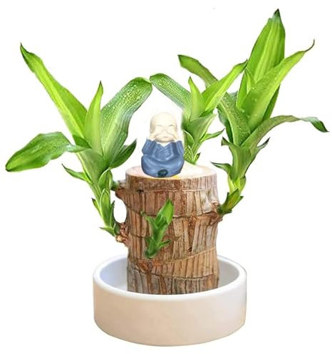 Brasilien Glücksholz Pflanze Set Kleine Mini Glücksholz Aus Brasilien Brasilianische Holzpflanze Desktop Hydroponic Tree Stump Desktop Office Desk Tree Stump Desktop Plants