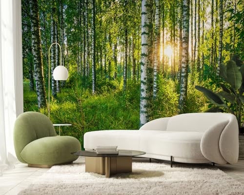 PaxGloz Fototapete Birkenwald Tapete Sonnenlicht Grün Wald Tapeten Vliestapete Modern Wandtapete Wohnzimmer Schlafzimmer Kinderzimmer Wanddeko Motivtapeten 500 x 280 cm (B x H)