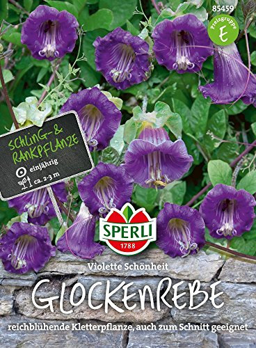 Sperli 85459 Glockenrebe (Glockenrebensamen)