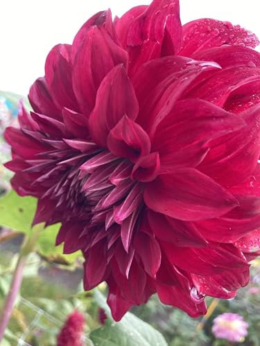 5 x Red Dahlia Spartacus (Dinner-Plate) Tuber to Plant (Free UK Postage)