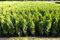 5st. Thuja Smaragd 80-100cm ohne Topf gemessen Heckenpflanzen Lebensbaum Immergrüne Heckenpflanze