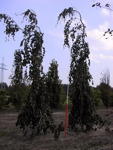Fagus sylvatica Purpurea Pendula - Hänge Blutbuche - Trauerblutbuche - Schwarzrote Hängebuche