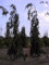 Fagus sylvatica Purpurea Pendula - Hänge Blutbuche - Trauerblutbuche - Schwarzrote Hängebuche